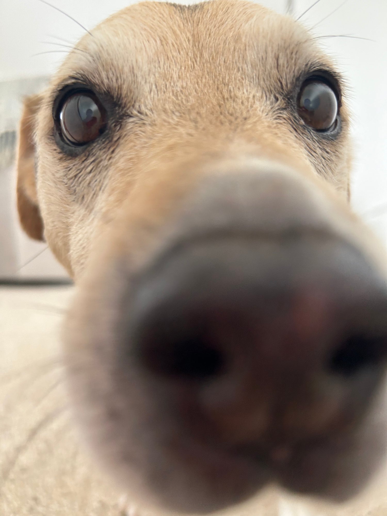 Longer Lasting Chews